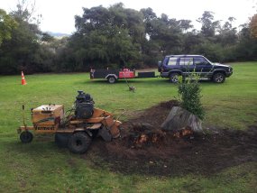 Providing tree services in Te Puke
